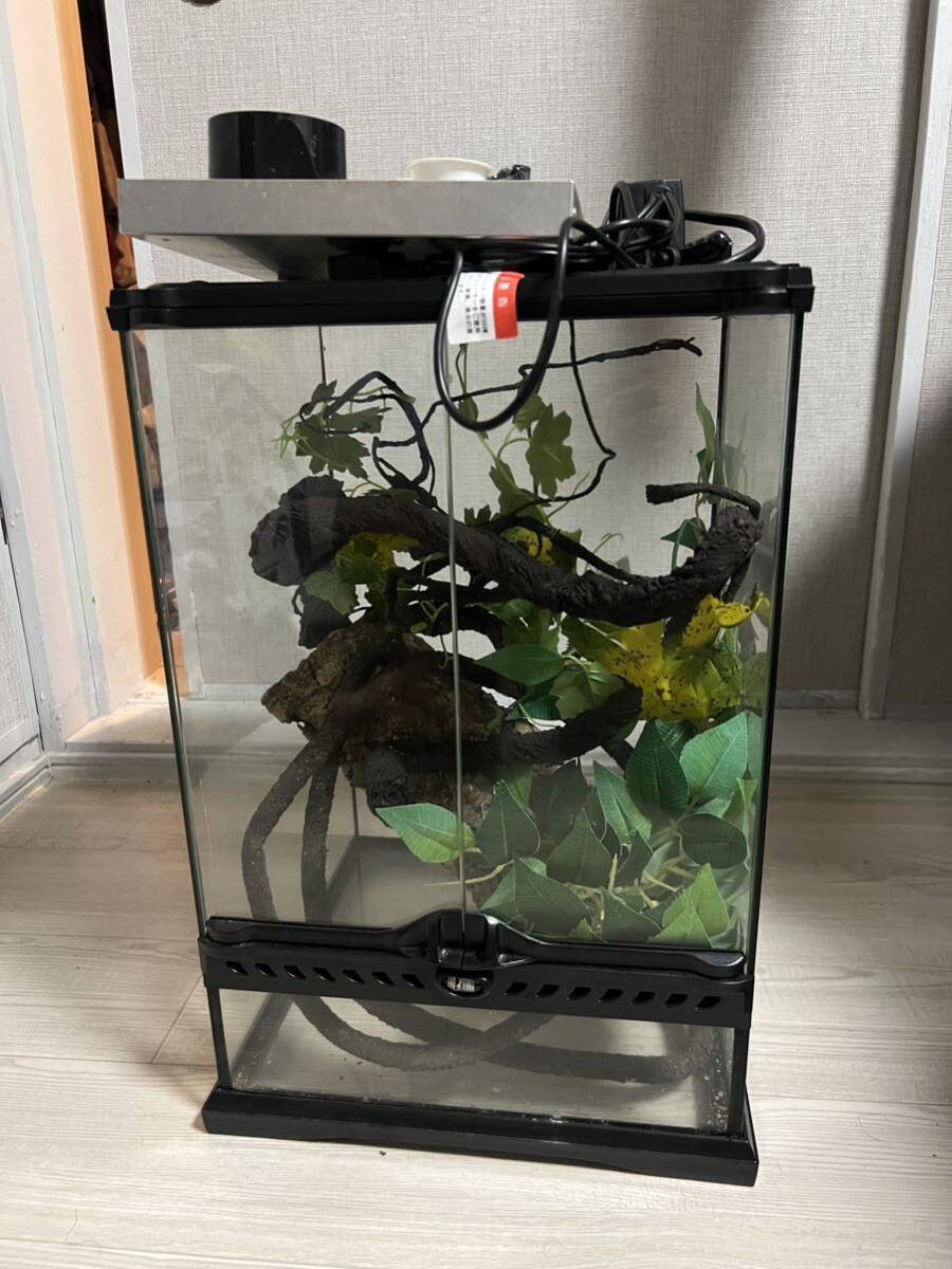 rii】グラステラリウム4545 コンパクトトップ45セット エキゾテラ 45