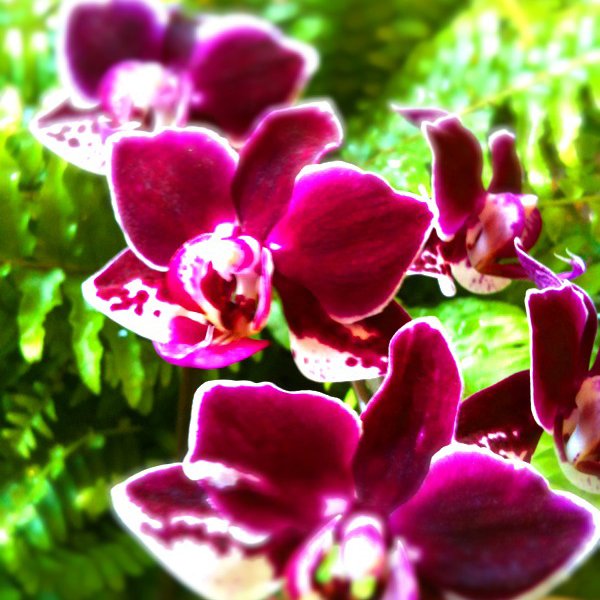 ミディ胡蝶蘭 チャチャ2本立 - 【あすに届けるお花屋さん～輝華