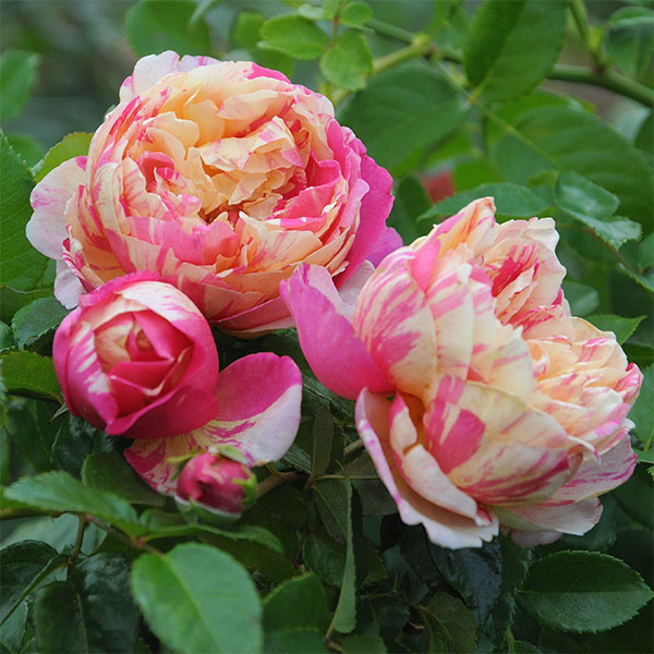 園芸ネット本店｜[送料無料]デルバールローズ：エドゥアール・マネ大苗