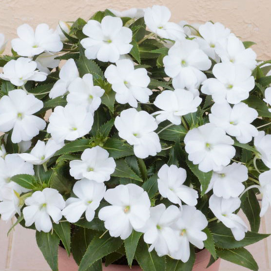 園芸ネット本店｜[送料無料][26年4月上旬予約]インパチェンス：サン