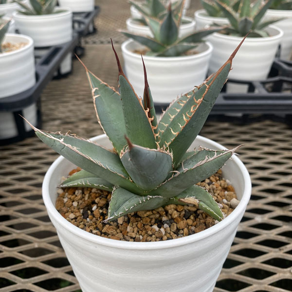 園芸ネット本店｜アガベ：パープソラム（帝釈天）3.5号 の通販【公式】