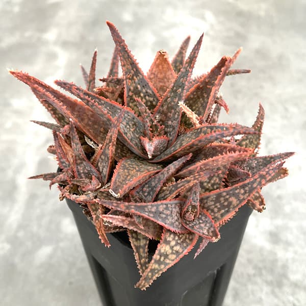 園芸ネット本店｜アロエ：DWアロエ ハイブリッド実生選抜株 繁殖苗NO.9