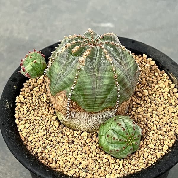 園芸ネット本店｜ユーフォルビア：オベサブロウ 3号鉢植え の通販【公式】