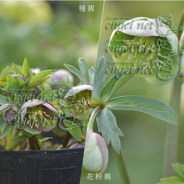 園芸ネット本店｜【お1人様1ポット】大和園さんのクリスマスローズ：24