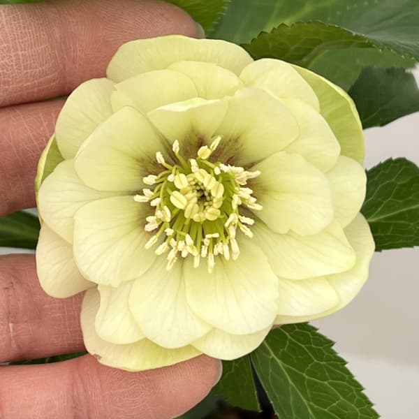 園芸ネット本店｜花郷園さんのクリスマスローズ：26-20ダブル4.5号