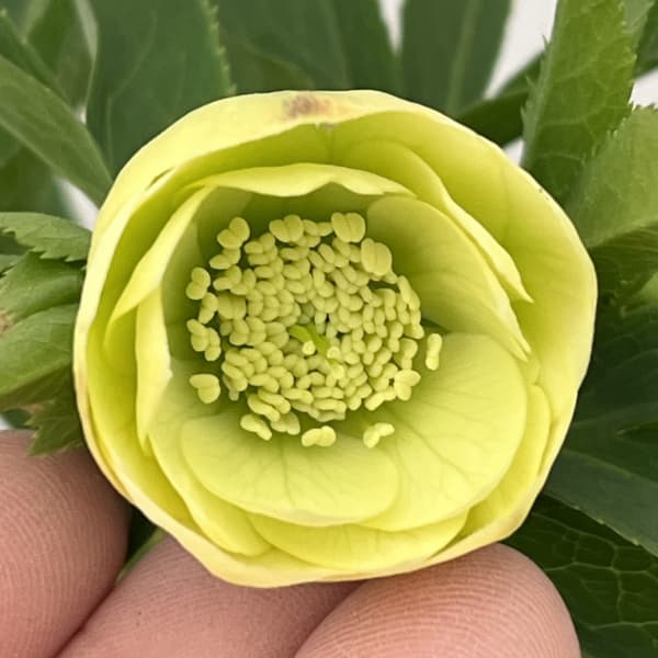 園芸ネット本店｜大和園さんのクリスマスローズ：26-10ダブル／4.5号