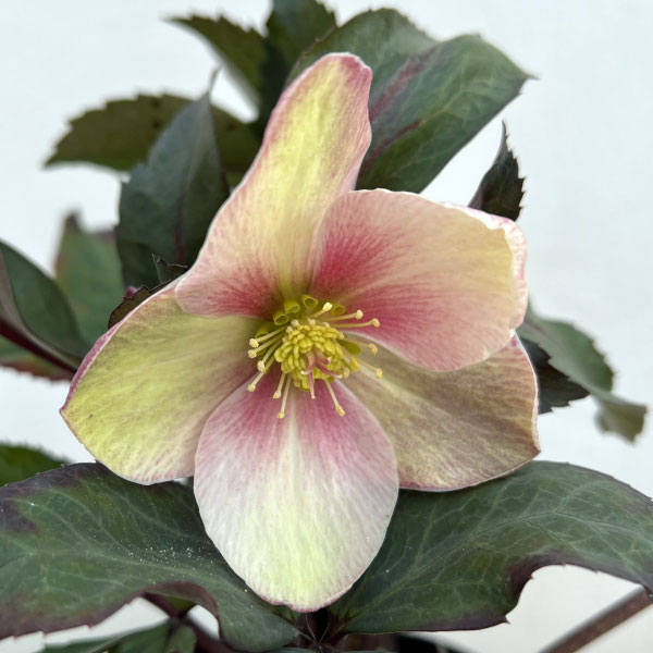 園芸ネット本店｜クリスマスローズ（原種交配）：*HGCピンクフロスト