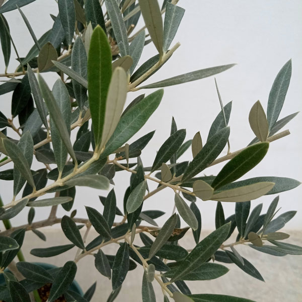 園芸ネット本店｜オリーブ：オヒブランカ 8号鉢植え* の通販【公式】