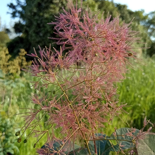園芸ネット本店｜スモークツリー：グレース3号ポット の通販【公式】
