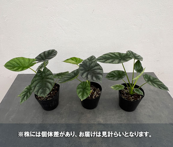 園芸ネット本店｜アロカシア：シヌアータ 4号ポット の通販【公式】