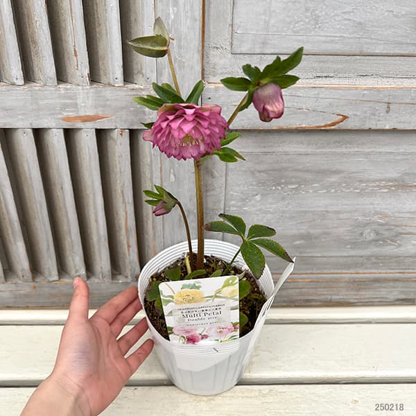 園芸ネット本店｜松村ナーセリーさんのクリスマスローズ：25-59ダブル