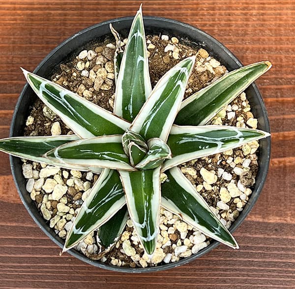 園芸ネット本店｜アガベ：氷山（ビクトリアレギネ斑入り）3号 の通販