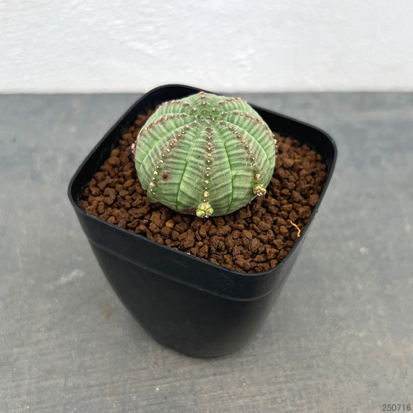 園芸ネット本店｜ユーフォルビア：オベサ 子吹きシンメトリカ 2.5号