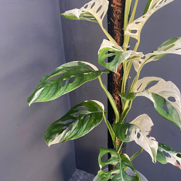 園芸ネット本店｜マドカズラ：斑入り 8号ネガミエルねこチップ植え の