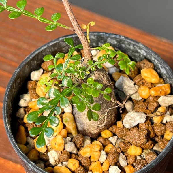 園芸ネット本店｜オペルクリカリア：デカリー （実生株） 2.5号鉢植え