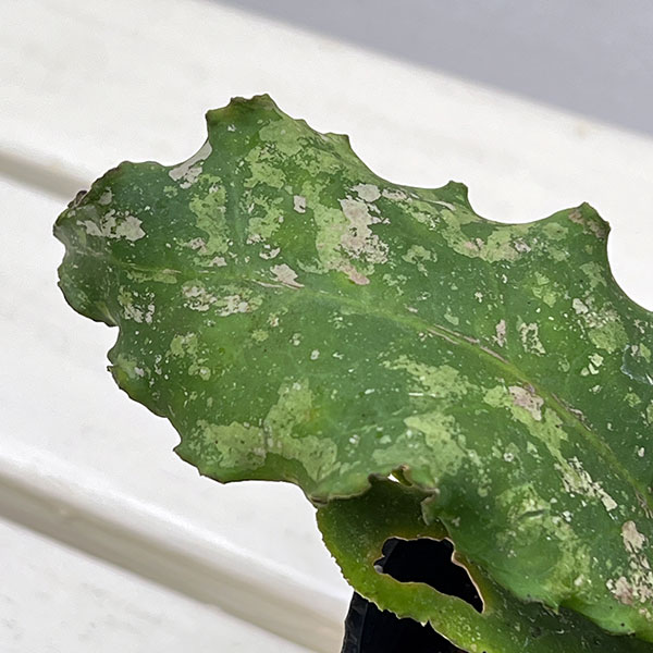 園芸ネット本店｜ホヤ：ウンデュラータ 3.5号ポット の通販【公式】