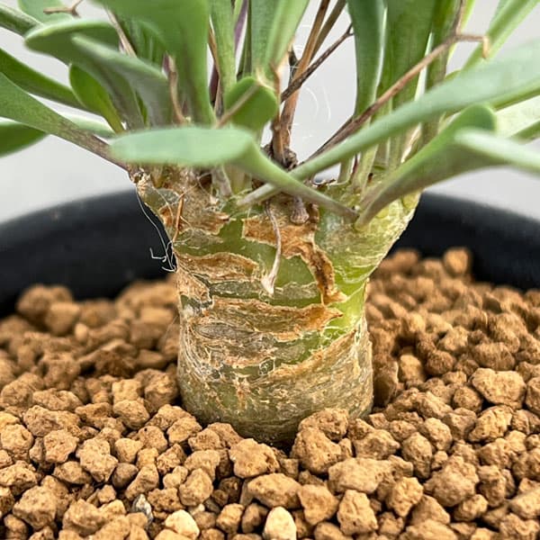 園芸ネット本店｜オトンナ：ユーフォルビオイデス（黒鬼城）2.5号鉢 の