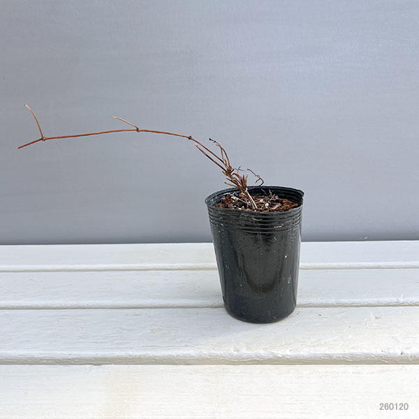 園芸ネット本店｜クレマチス：サクラノヨウセイ（咲良の妖精）3-3.5号