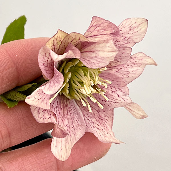 園芸ネット本店｜吉田園芸さんのクリスマスローズ：ヒデコートダブル26