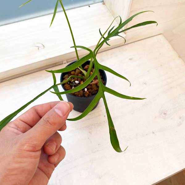 園芸ネット本店｜フィロデンドロン：ポリポディオイデス 3号 の通販