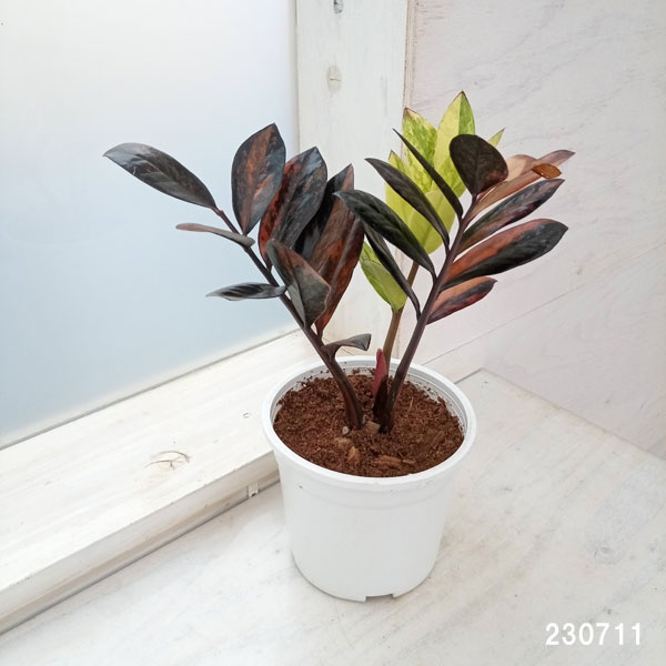 園芸ネット本店｜[ザ・ファームセレクト][送料無料]ザミオクルカス