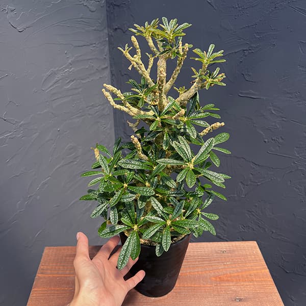 園芸ネット本店｜ドルステニア：ギガス（実生苗）5号23-05 の通販【公式】