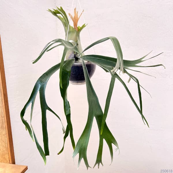 園芸ネット本店｜ビカクシダ（コウモリラン）：willinckii x veitchii