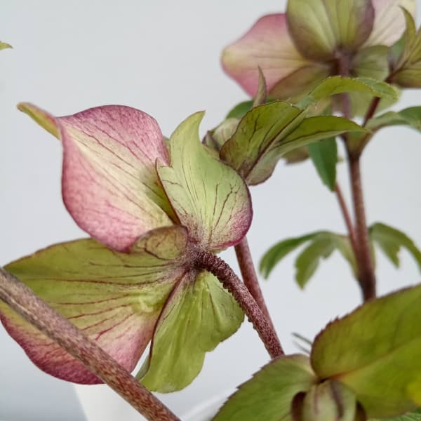 園芸ネット本店｜松村ナーセリーさんのクリスマスローズ：24-17