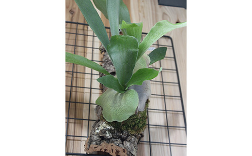 FKK19-272 ビカクシダ コルク板付（ネザーランド） - 熊本県嘉島町