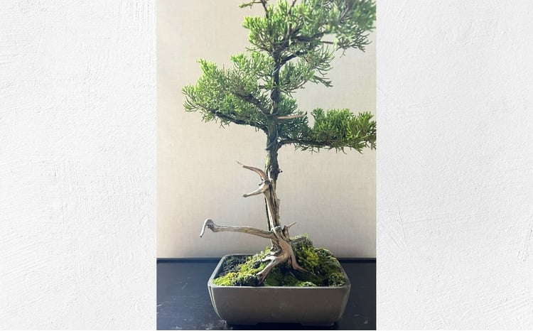 限定一点】糸魚川真柏 商品番号6 山採り木 現品限り 盆栽【新潟県