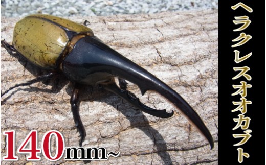 ヘラクレスオオカブト♂150mm～+♀セット N022-YD0253 - 宮崎県延岡市