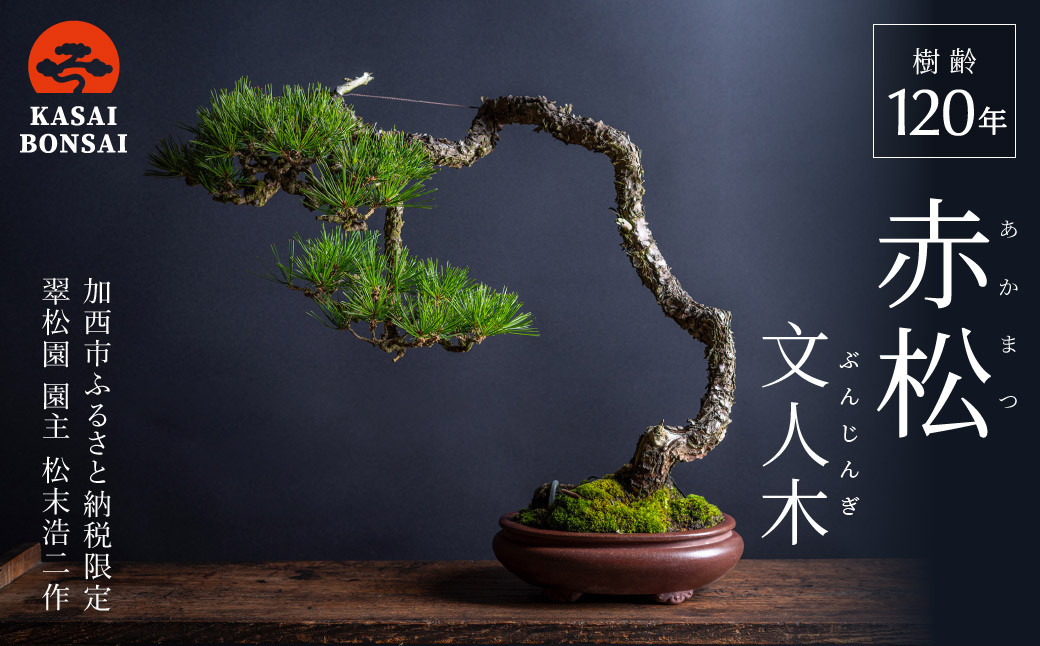 盆栽 翠松園 赤松 文人木 樹齢120年 - 兵庫県加西市｜ふるさとチョイス