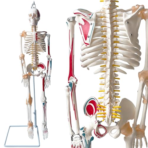 人体模型のおすすめ人気ランキング【2026年2月】 | マイベスト