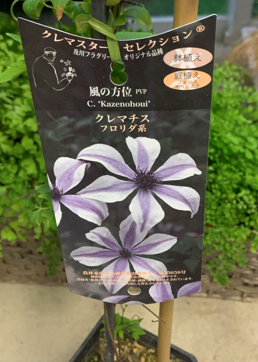 クレマチスの新品種ゲット！！｜園芸日記bymuraちゃん｜みんなの趣味の