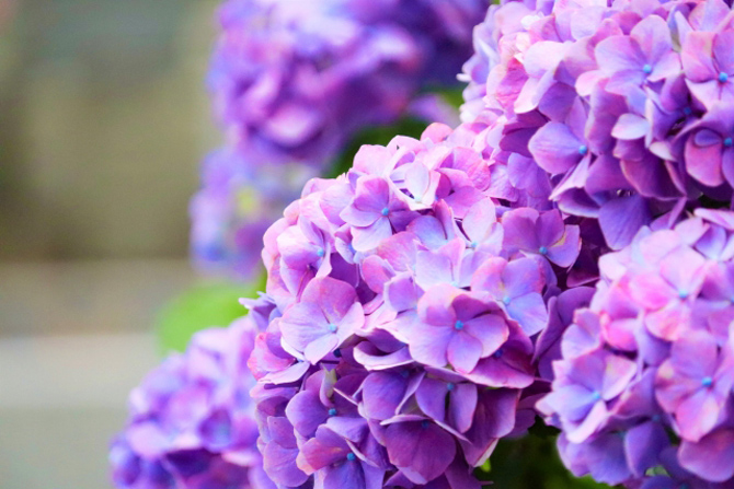 紫陽花の種類や特徴は？珍しい品種や花言葉・開花時期を知ってあじさい