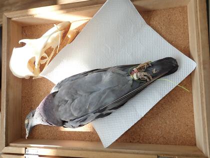 とって食べる:出張ホネホネ団 in 浜松～アイガモの翼の標本を作って