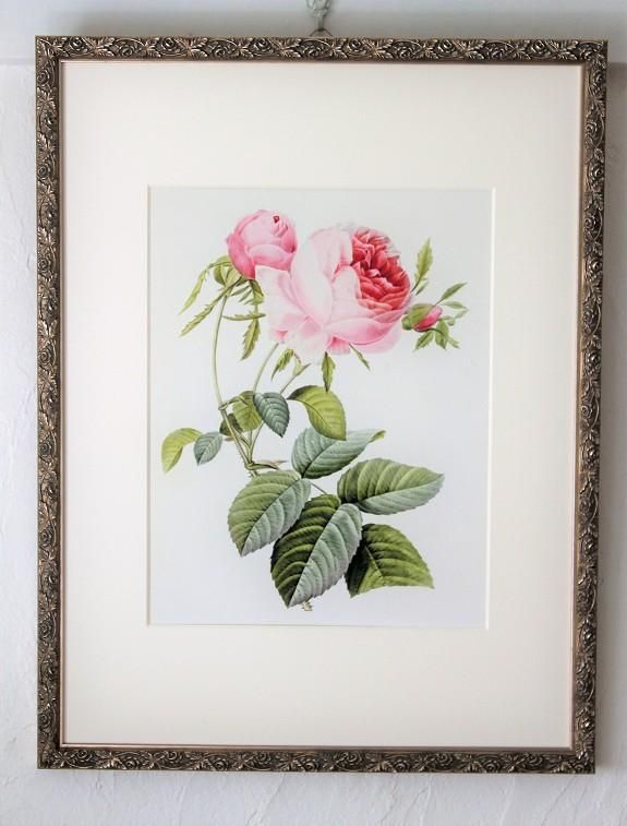 ピエール・ジョセフ・ルドゥーテの描いた美しいオールドローズ、ロサ