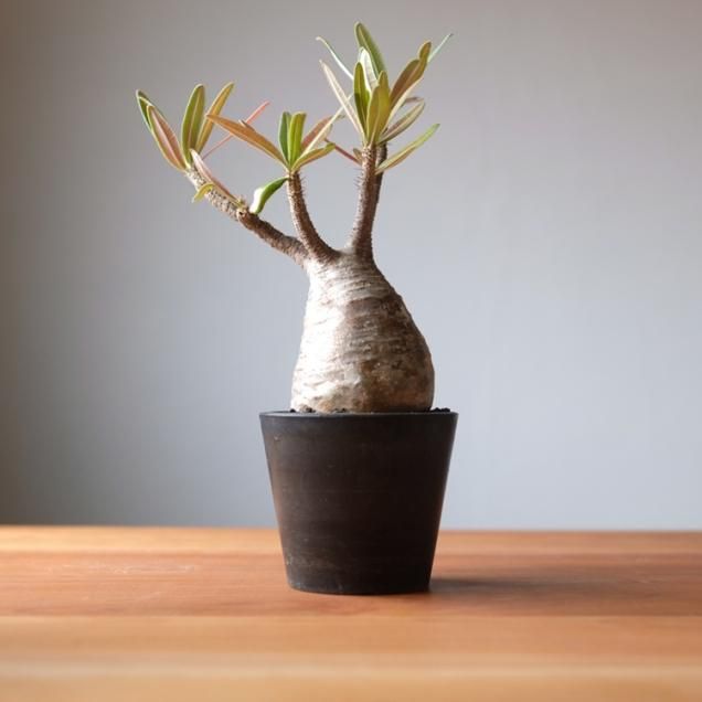 コーデックス（塊根植物） - 観葉植物・生花・ドライフラワー通販 SULK