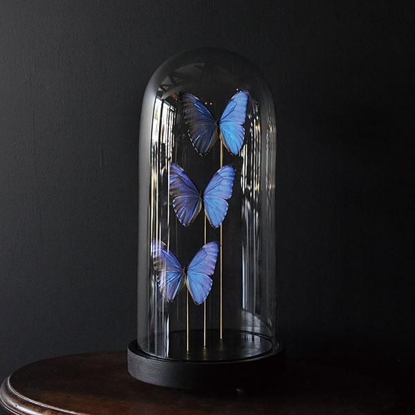 ガラスドームモルフォチョウ 標本/フランスアンティーク雑貨・家具の