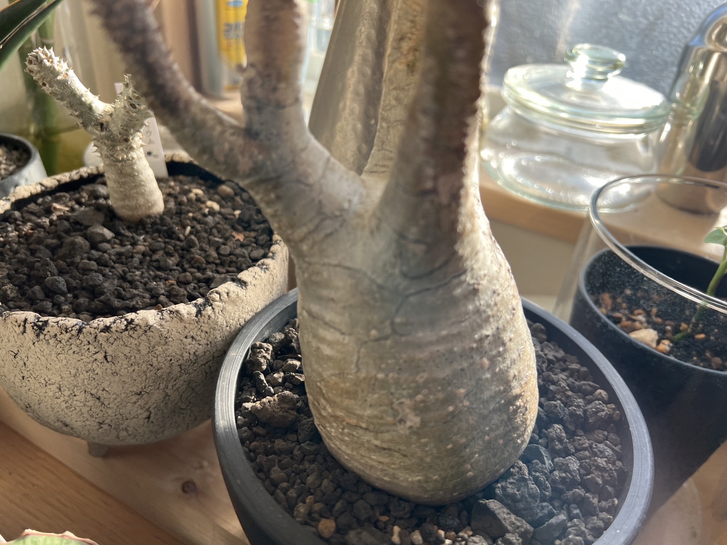 休眠中のグラキリスの管理について。