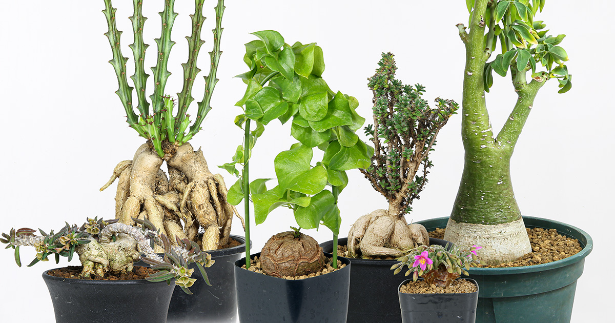 塊根植物・コーデックスの育て方・おすすめの種類