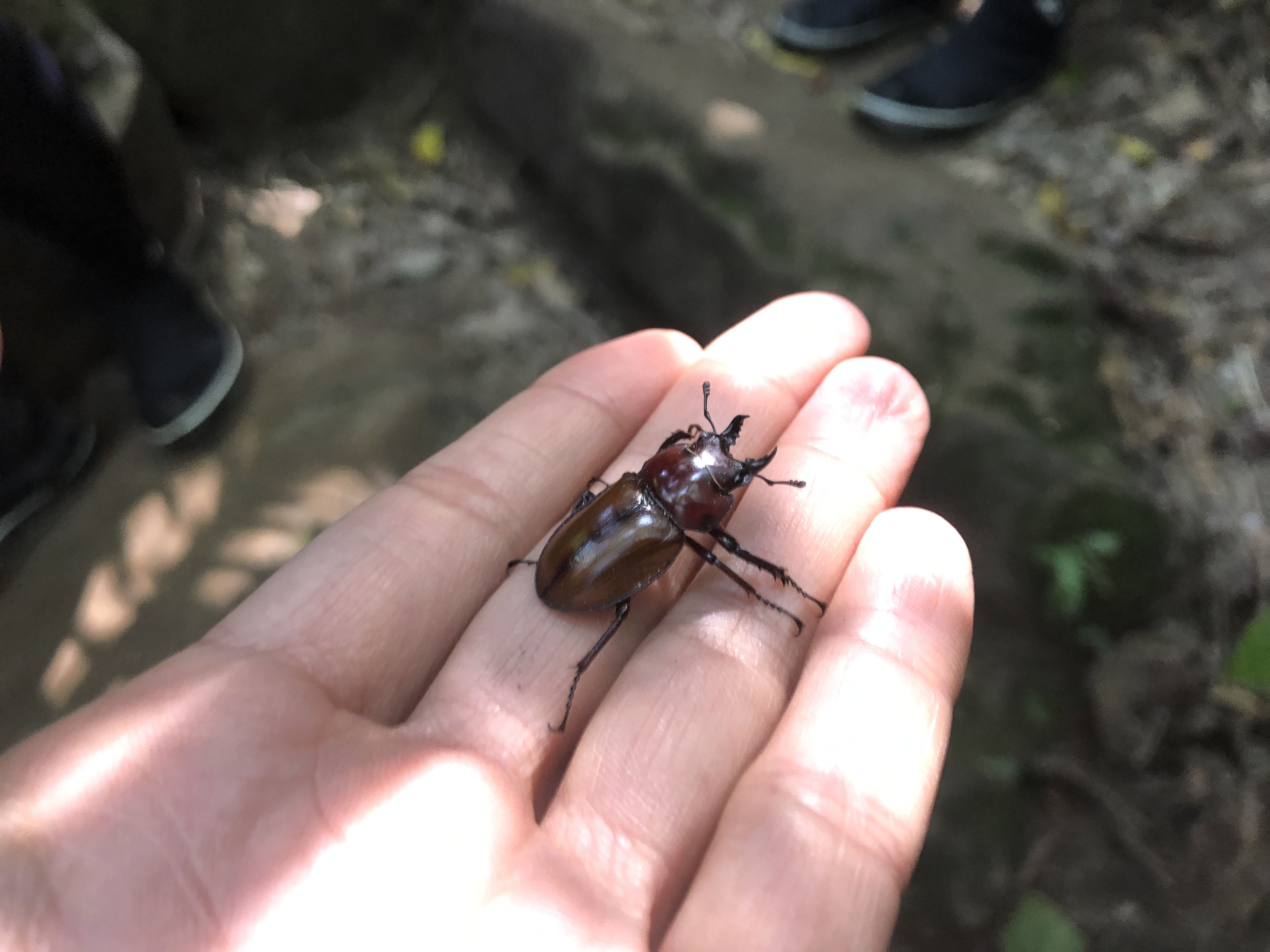 チャイロマルバネクワガタ | 西表島モンスーン - 西表島モンスーン