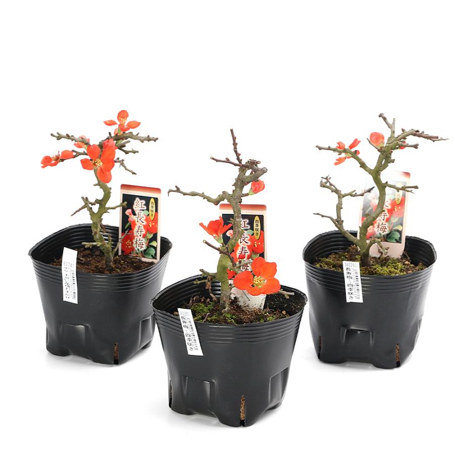 盆栽）ボケ（木瓜） 長寿梅 四季咲き 3号〜（1鉢）（休眠状態