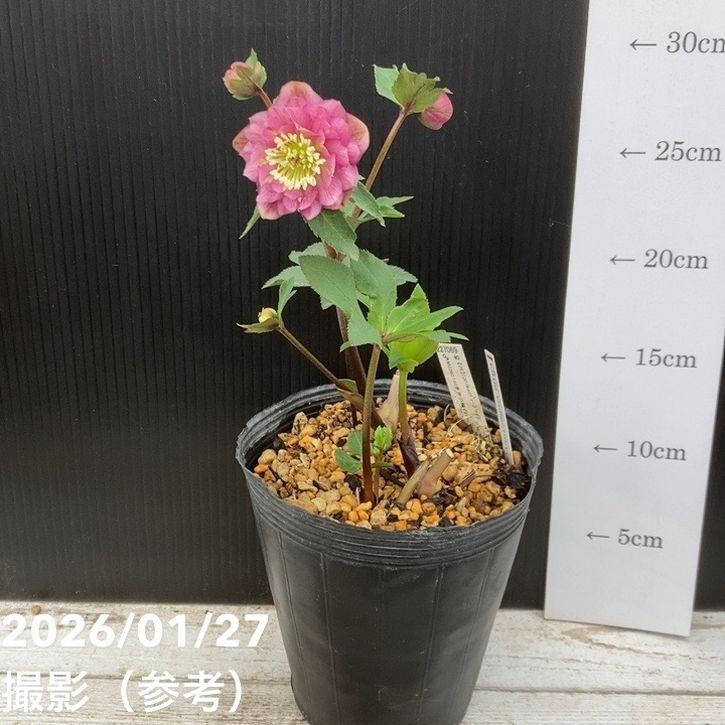 お買い得一点物咲き進み株】加藤農園 小輪プレミアムクリスマスローズ