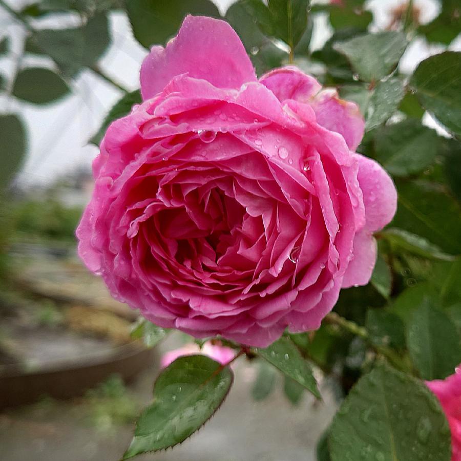 バラ苗 即納 大苗 18cmポット メルヘン クーゲル : Apple Roses - 通販