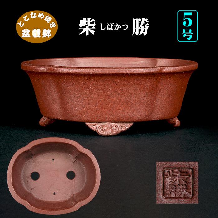 盆栽鉢 柴勝外縁木瓜式鉢 常滑 泥鉢 5号 紫泥 朱泥 小品盆栽 ミニ盆栽