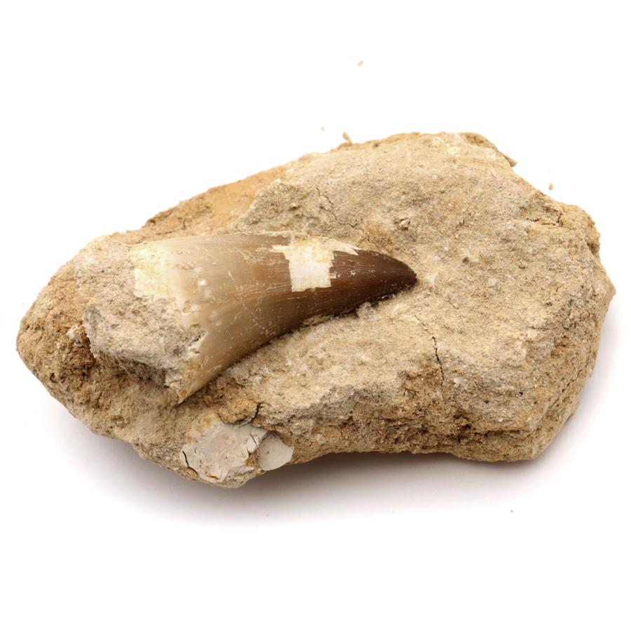 モササウルス 化石 牙 歯 骨 本物 モロッコ産 母岩付き 198g 1点もの