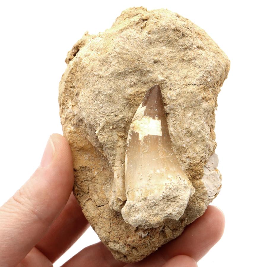 モササウルス 化石 牙 歯 骨 本物 モロッコ産 母岩付き 198g 1点もの