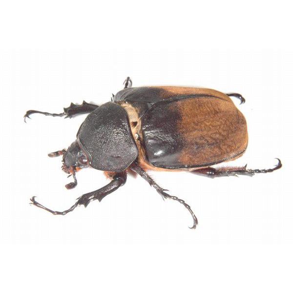 エレファスゾウカブト ♂110ミリペア（メスフリーサイズ