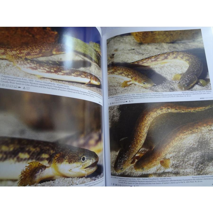 洋書 Aqualog Polypterus Flosselhechte Bichirs ポリプテルス 古代魚